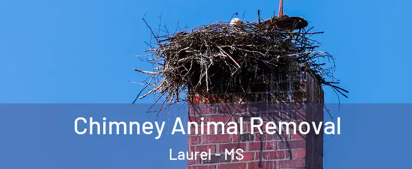  Chimney Animal Removal Laurel - MS