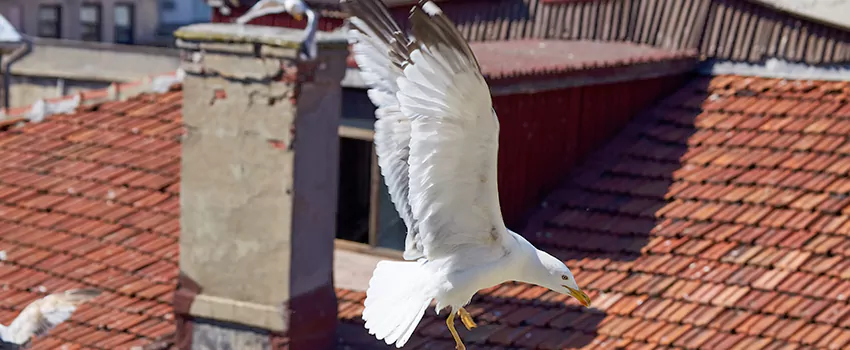 Residential Chimney Animal Removal Solution in Laurel, MS